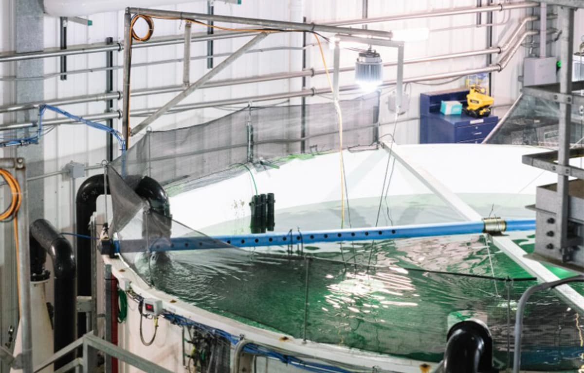 Atlantic Sapphire Posts Improved Harvests in Q1 2026