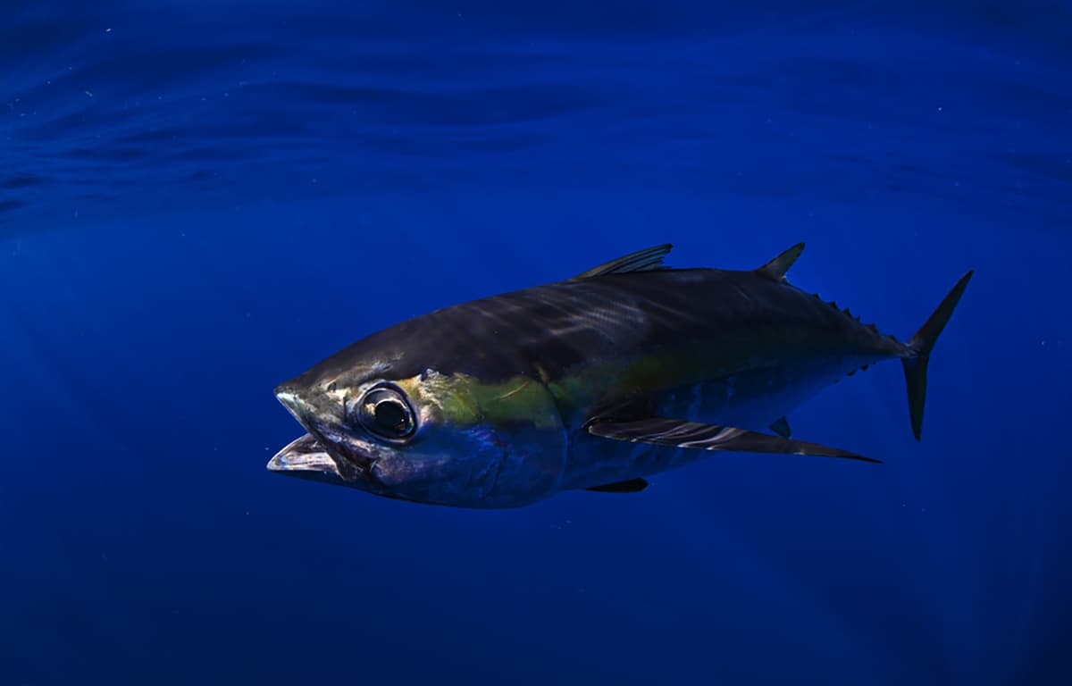 Weak Regional Governance Threatening Marine Biodiversity, Fisheries in Southwest Atlantic Amid Climate Shifts