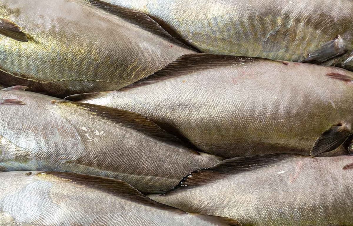 GAPP Survey Shows Massive Improvements in Greenhouse Gas Emissions of Alaska Pollock Production