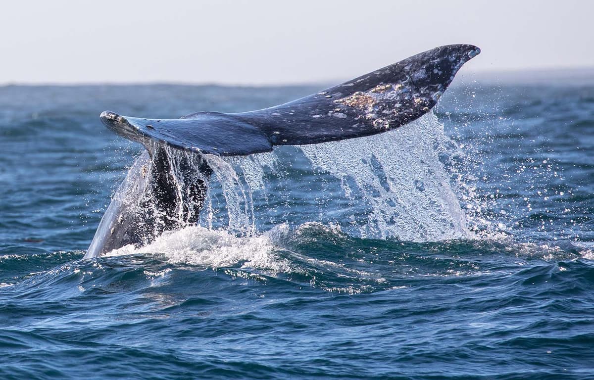 New AI-Powered Thermal Cameras Could Reduce Vessel Strikes on Gray Whales in San Francisco