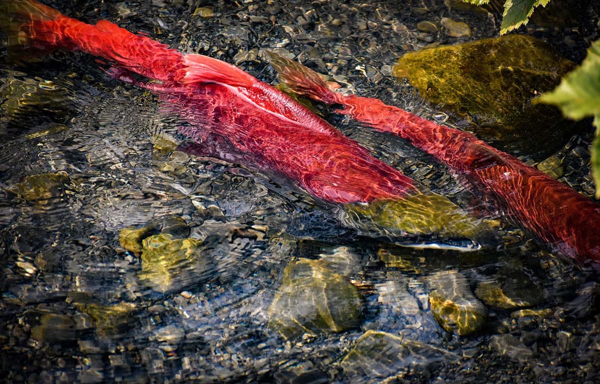 Alaska Department of Fish and Game Projects Lower Salmon Harvest Totals This Year