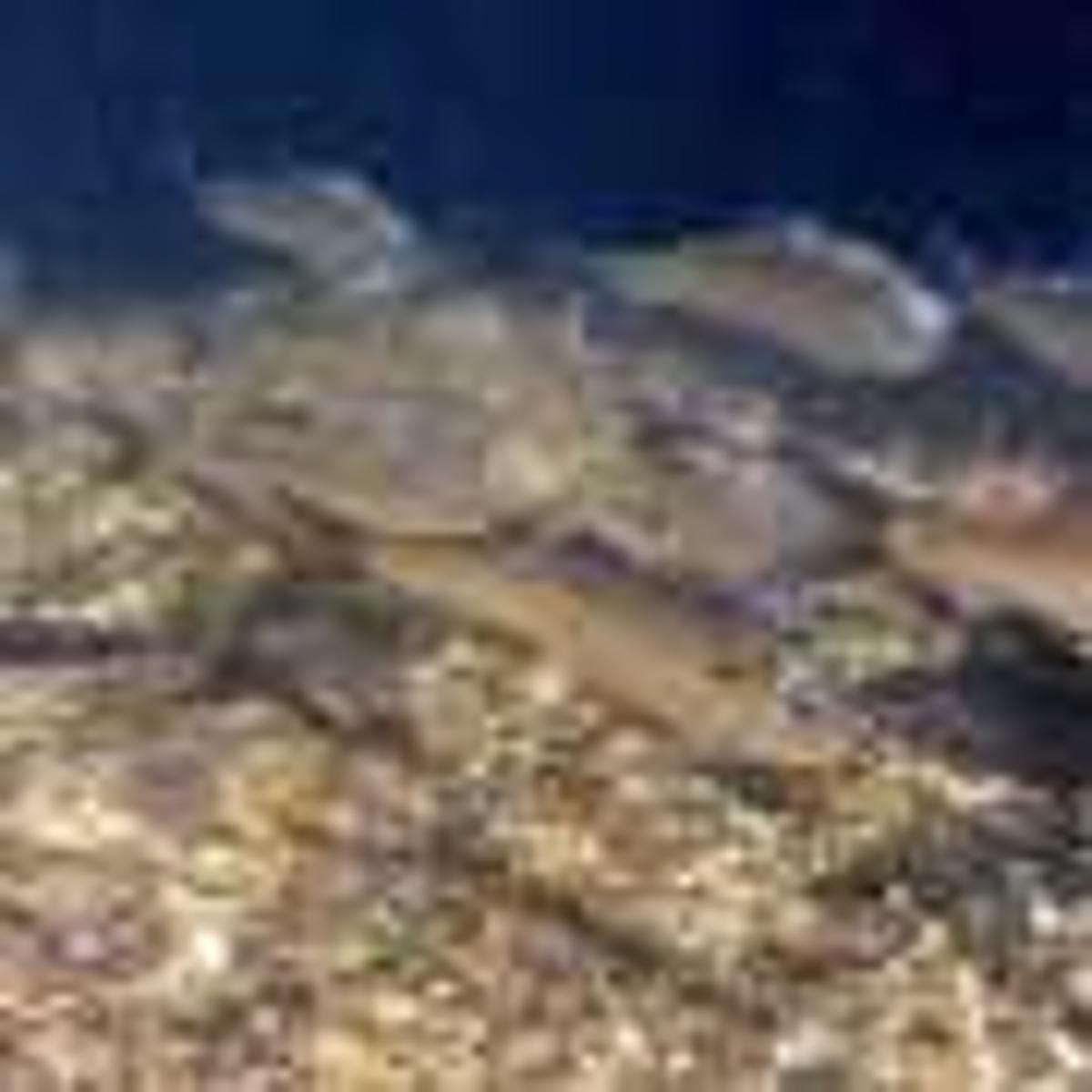 Deep Learning Counts River Herring Across Three Massachusetts Rivers, Matching Human Estimates