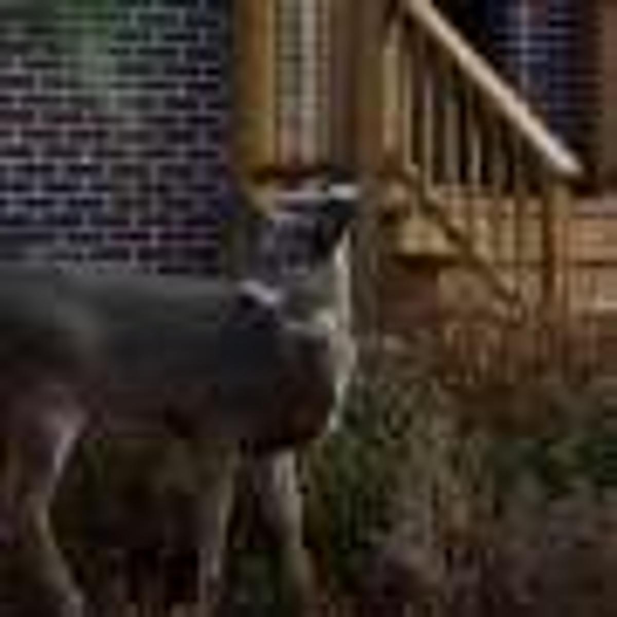 Too Many Deer in Your Area? Birth Control Could Help