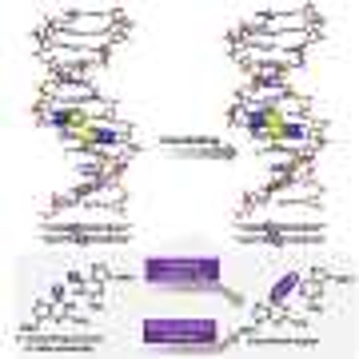 A DNA 'On-Off' Switch? Light and Redox Cues Reversibly Link Strands for Nanotech