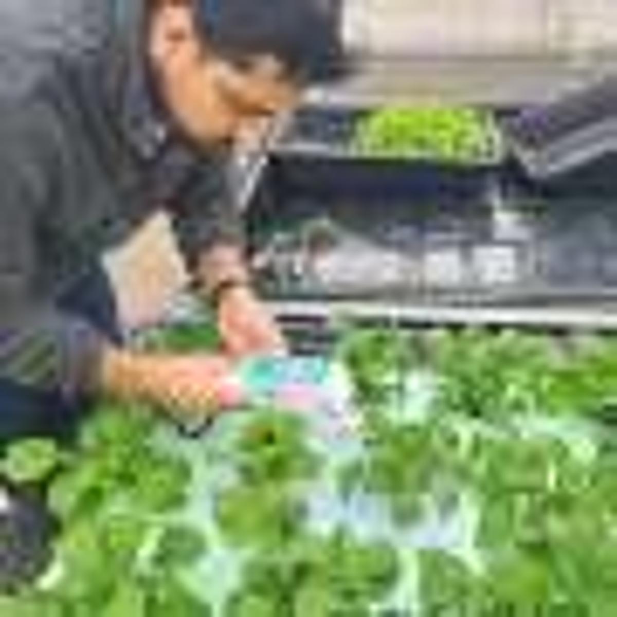 Low-Cost Sensor System Could Warn Farmers of Salt Stress in Plants