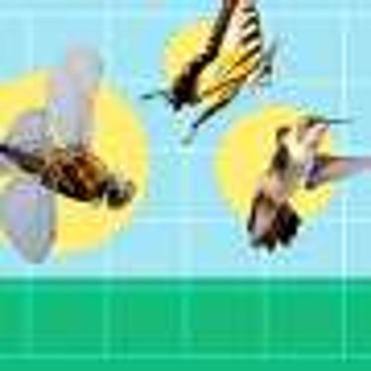 New Understanding of Insect Flight Points Way to Stable Flapping-Wing Robots