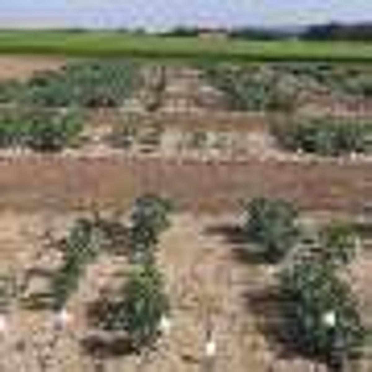 One Gene Makes the Difference: Breeding Winter-Hardy Faba Beans
