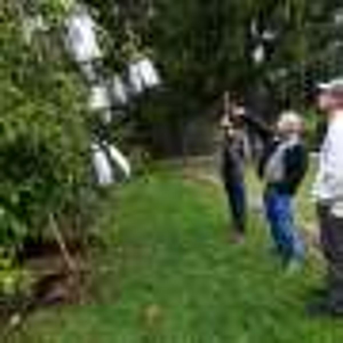Scientists Say Genetic Analysis Could Greatly Speed Restoration of Iconic American Chestnut
