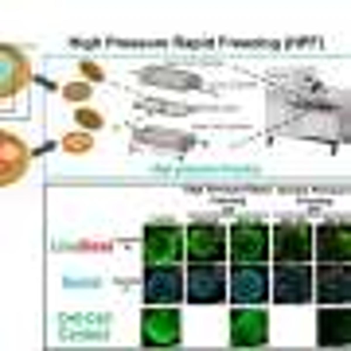 High-Pressure Freezing Boosts Cell Survival with Less Cryoprotectant, Study Shows