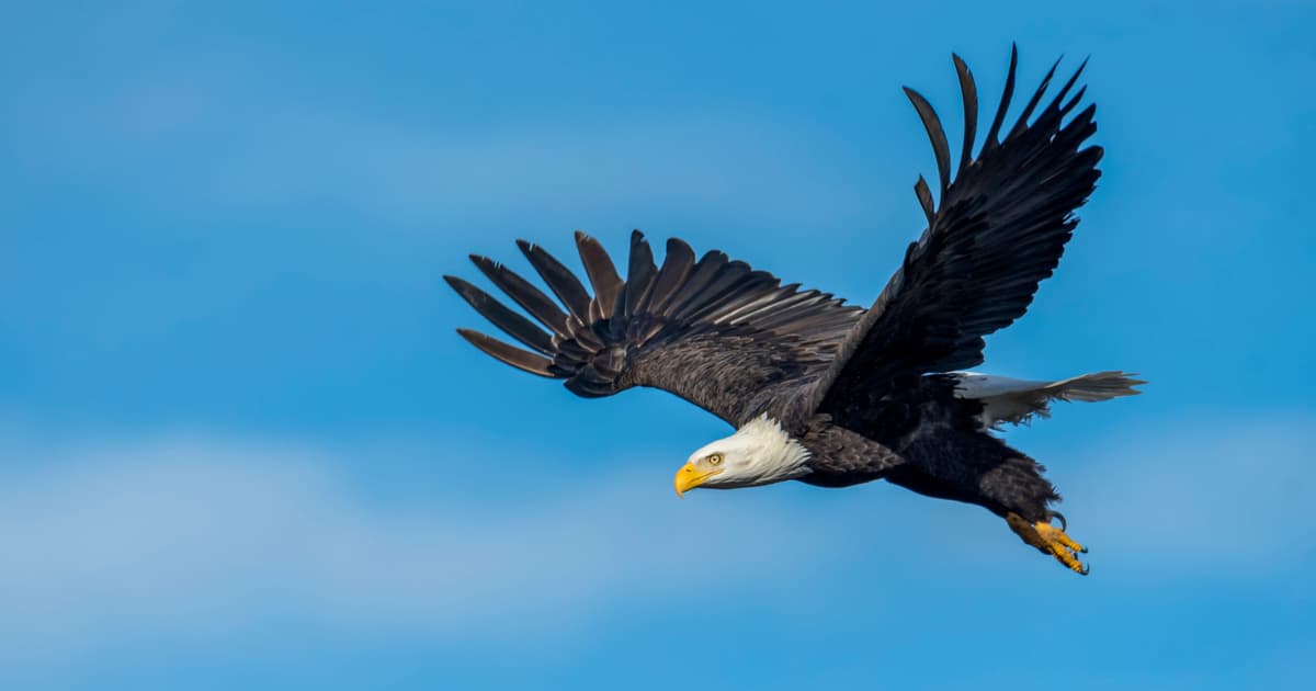 In a Beijing Laboratory, 25 Volunteers Spent a Week Learning to Fly with Feathered Virtual-Reality Wings — Flapping to Stay...