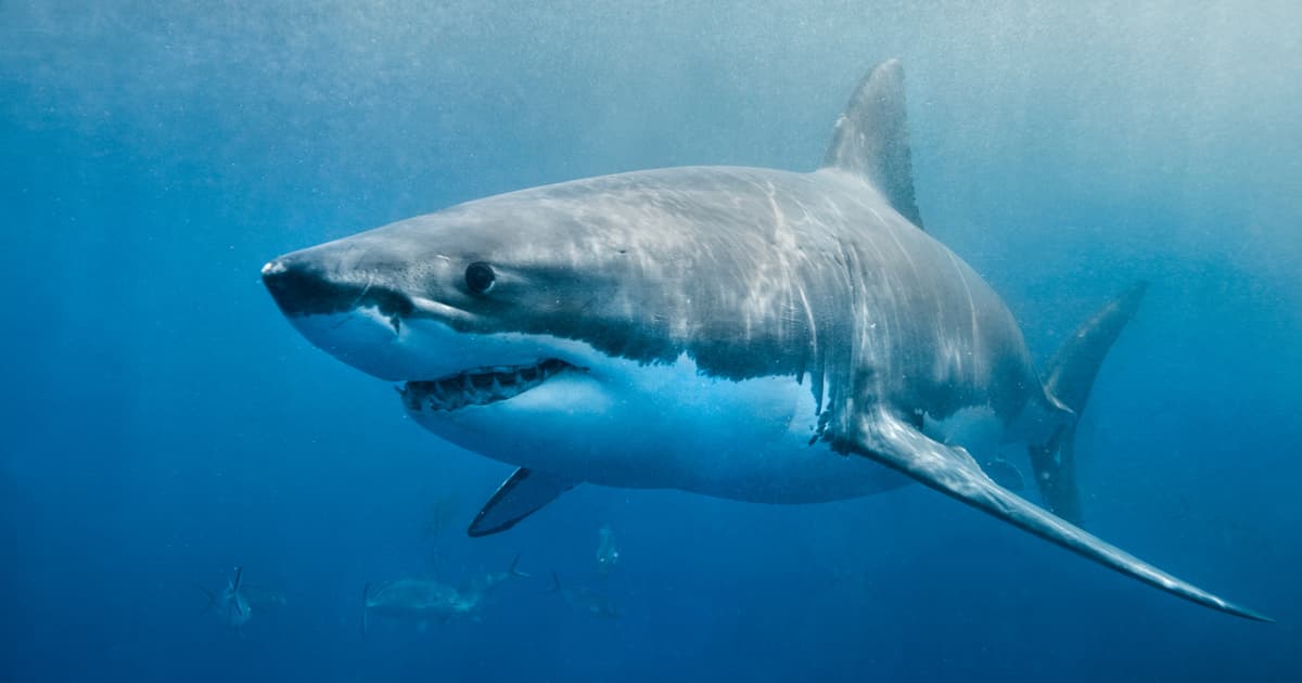 Greenland Sharks Can Live for More than 400 Years — Meaning some of the Ones Swimming the North Atlantic Today...
