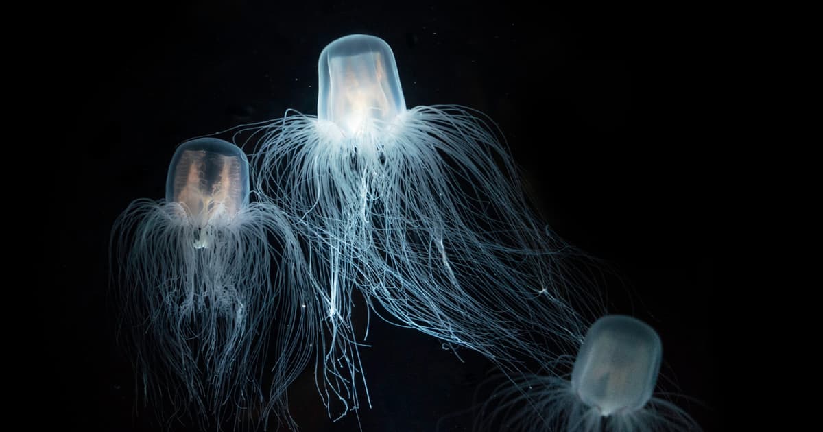 A Tiny Jellyfish Can Reverse Its Own Life Cycle when Injured or Starving, Turning Back Into Its Younger Self Instead...