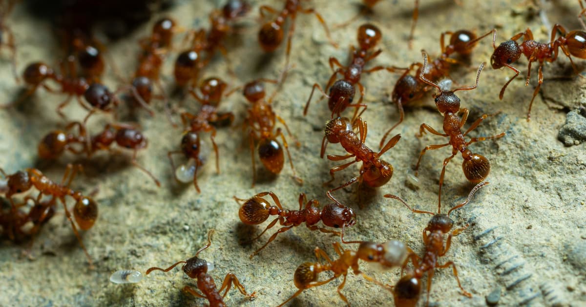 There Are About 20 Quadrillion Ants Alive on Earth at Any Moment — Enough that Their Combined Biomass Outweighs Every...