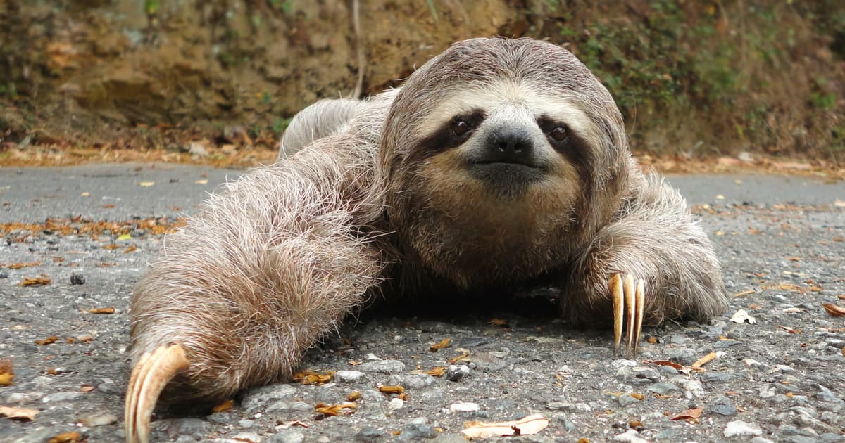 A Sloth Can Take up to 30 Days to Digest a Single Leaf, the Slowest Recorded Digestion of Any Mammal...