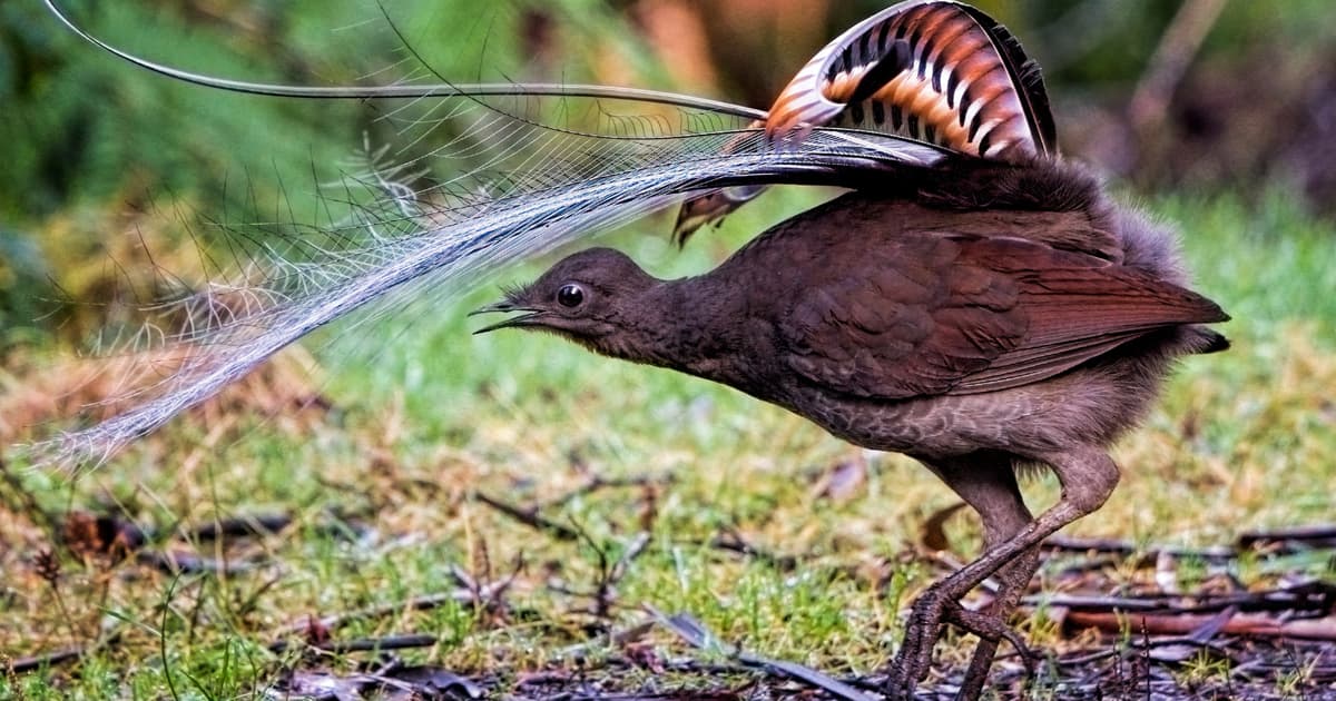 The Australian Superb Lyrebird Can Imitate Almost Any Sound It Has Ever Heard — Chainsaws, Camera Shutters, Car Alarms, the...