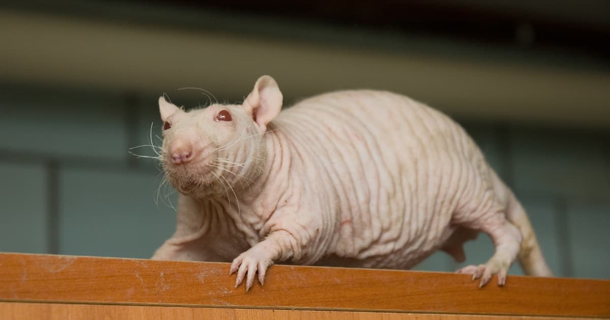 Naked Mole-Rats Age so Slowly, Resist Cancer so Well and Survive Oxygen Loss so Strangely that Researchers Now Study Them...