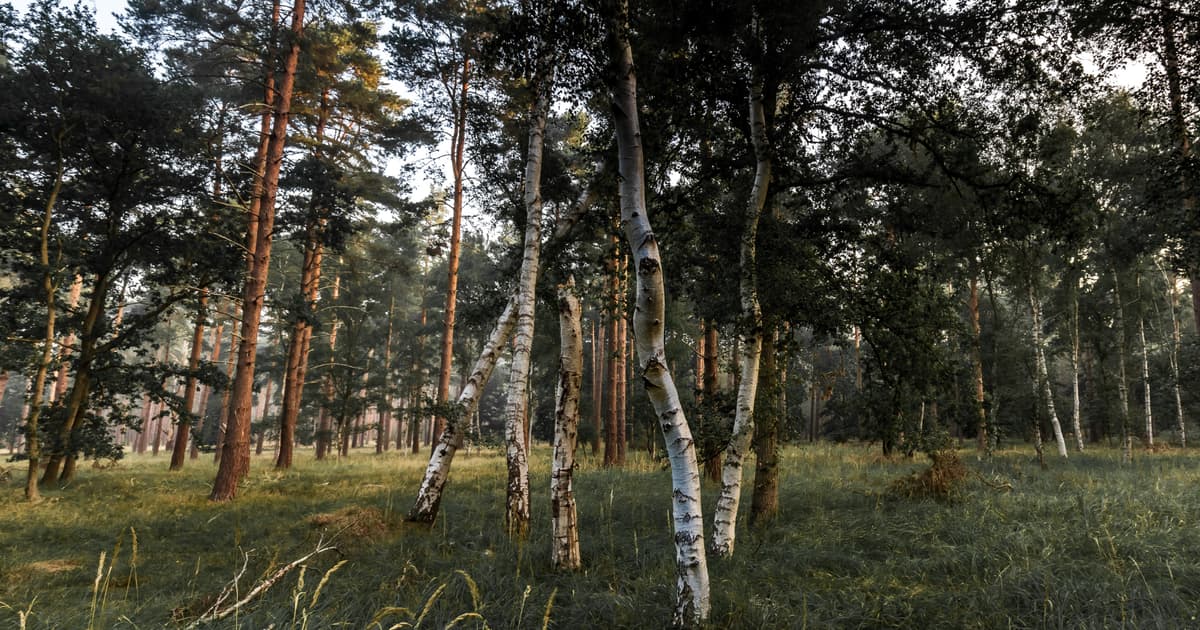 Approximately 10,000 Years Ago, Teenagers in What Is Now Western Sweden Chewed Wads of Birch Bark Pitch and Spat Them...