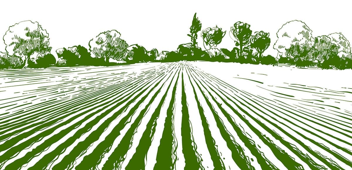 Agricultural Transformation and the Opportunities for Agritech Innovators