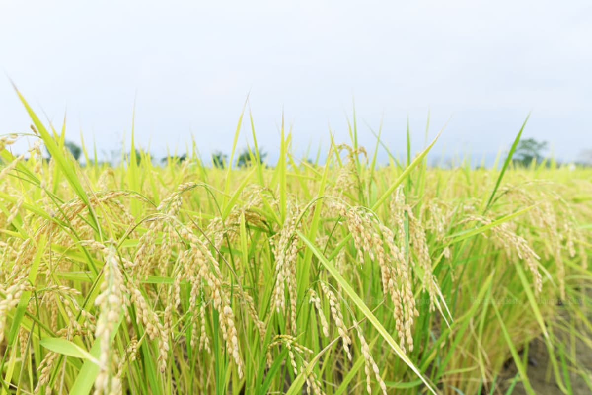 Initiative Aims to Update Farming Data Landscape