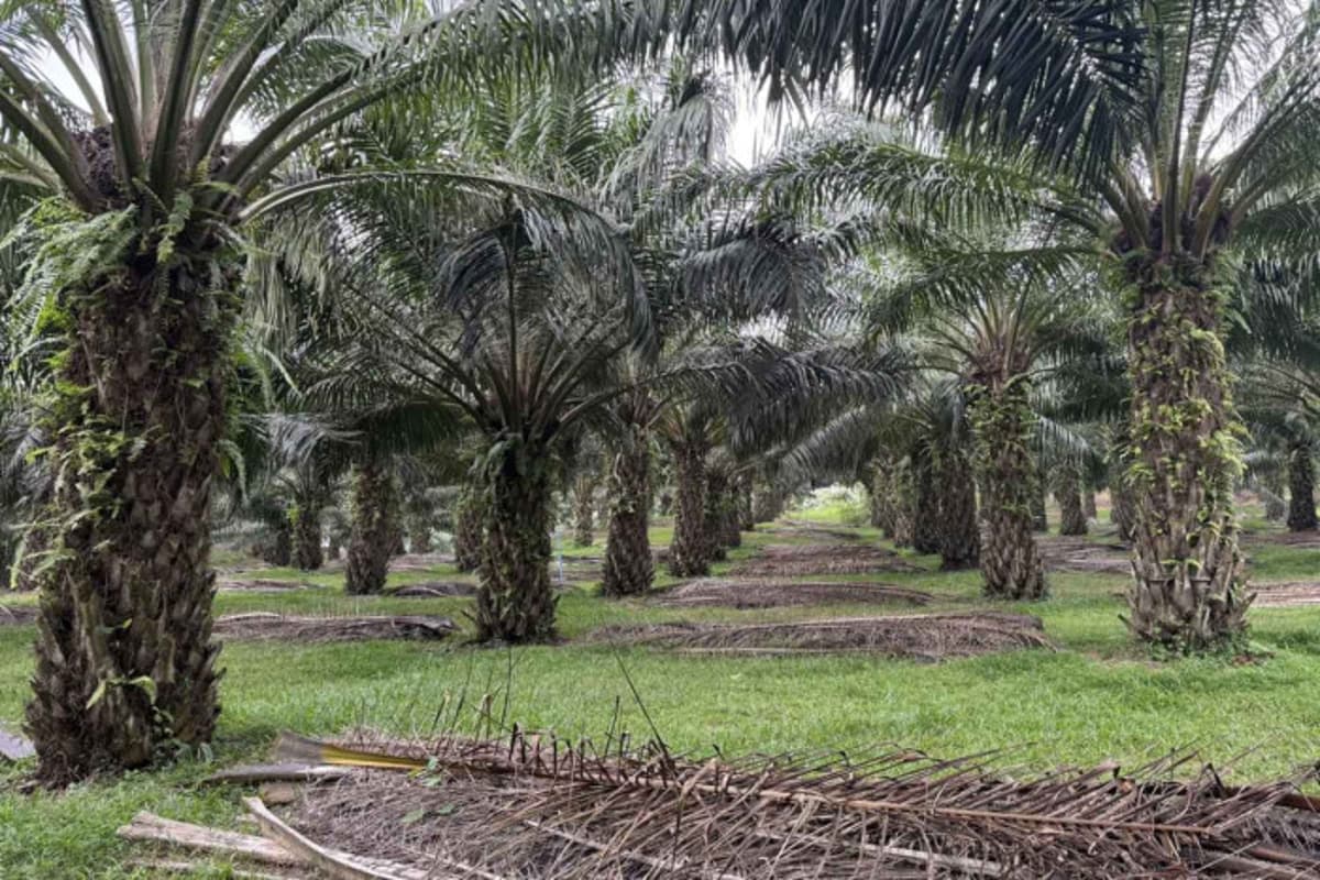 Biofuel Subsidies Set to Be Extended as War Grinds On