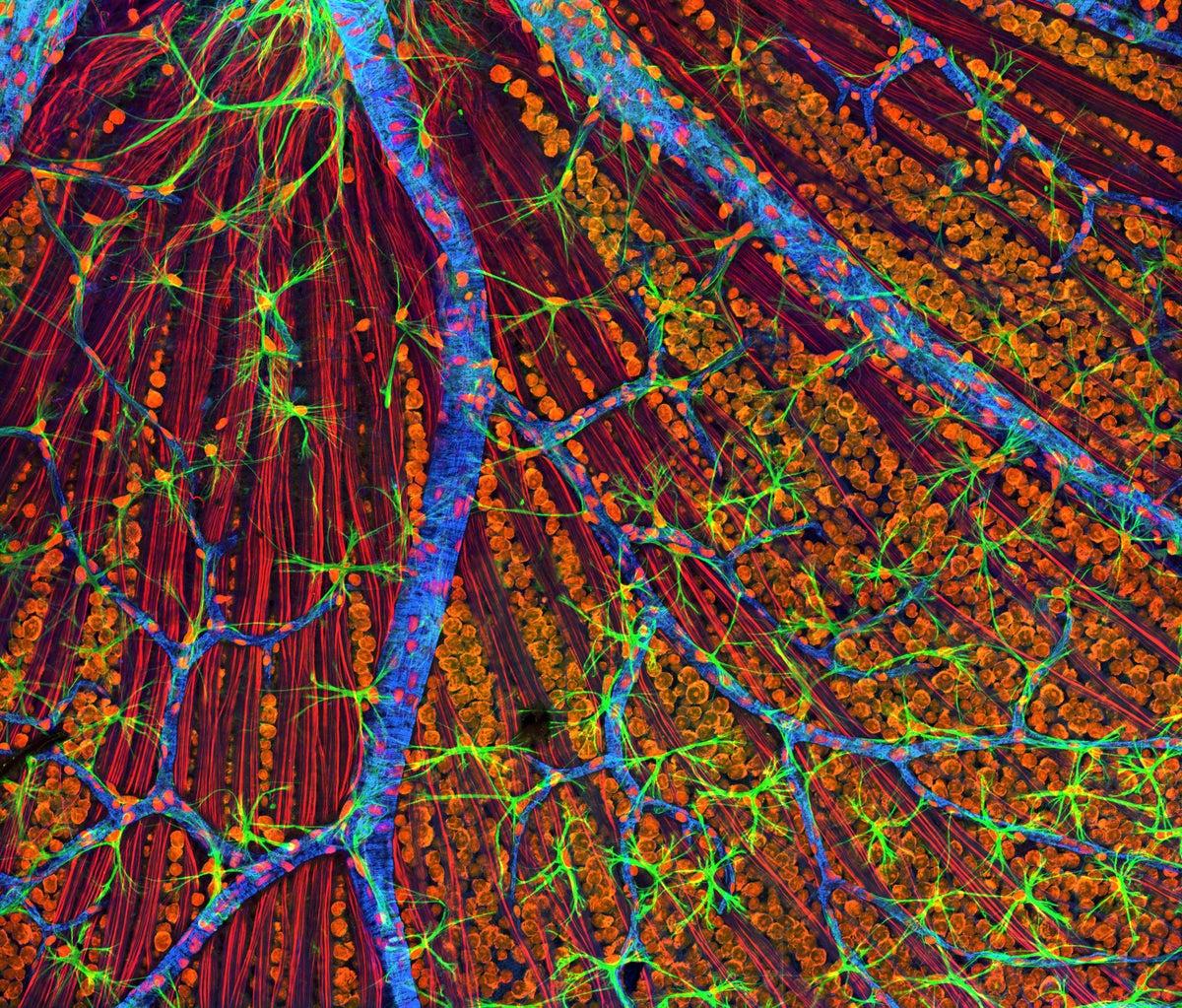 World-First: Therapy to Make Cells Young Again Given to a Person