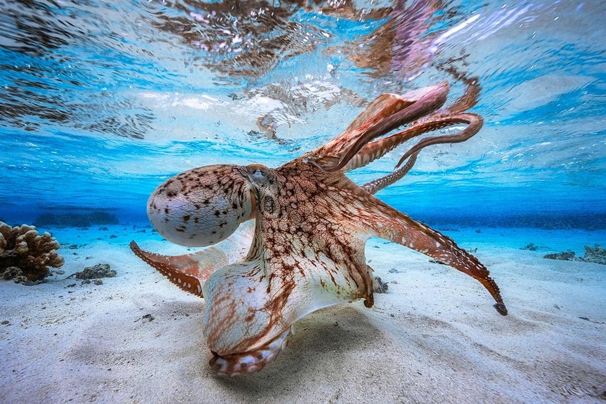 Do Octopus Brains Work Like Humans’—Or Is There Another Way to Be Smart?