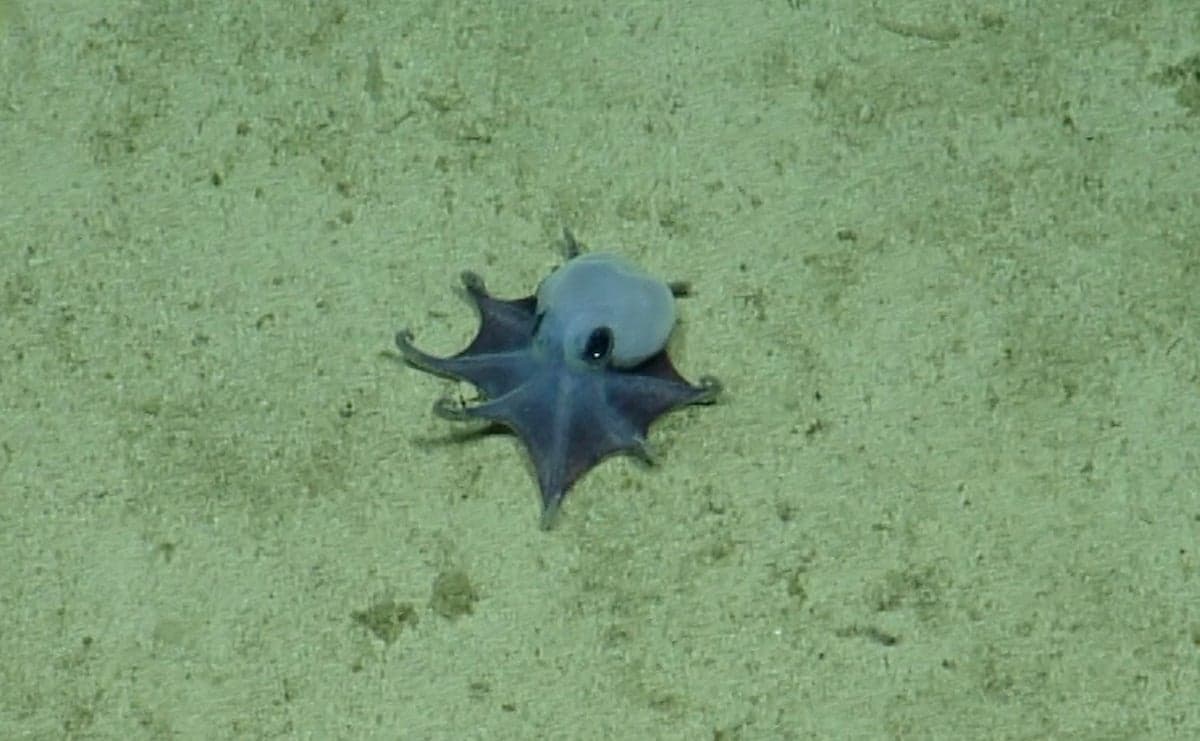 Tiny Alien-Like Blue Octopus Discovered Lurking Off the Galapagos Islands
