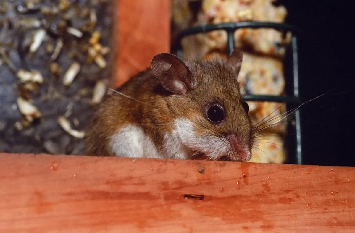 Hantavirus Found in Shocking Number of Pacific Northwest Rodents