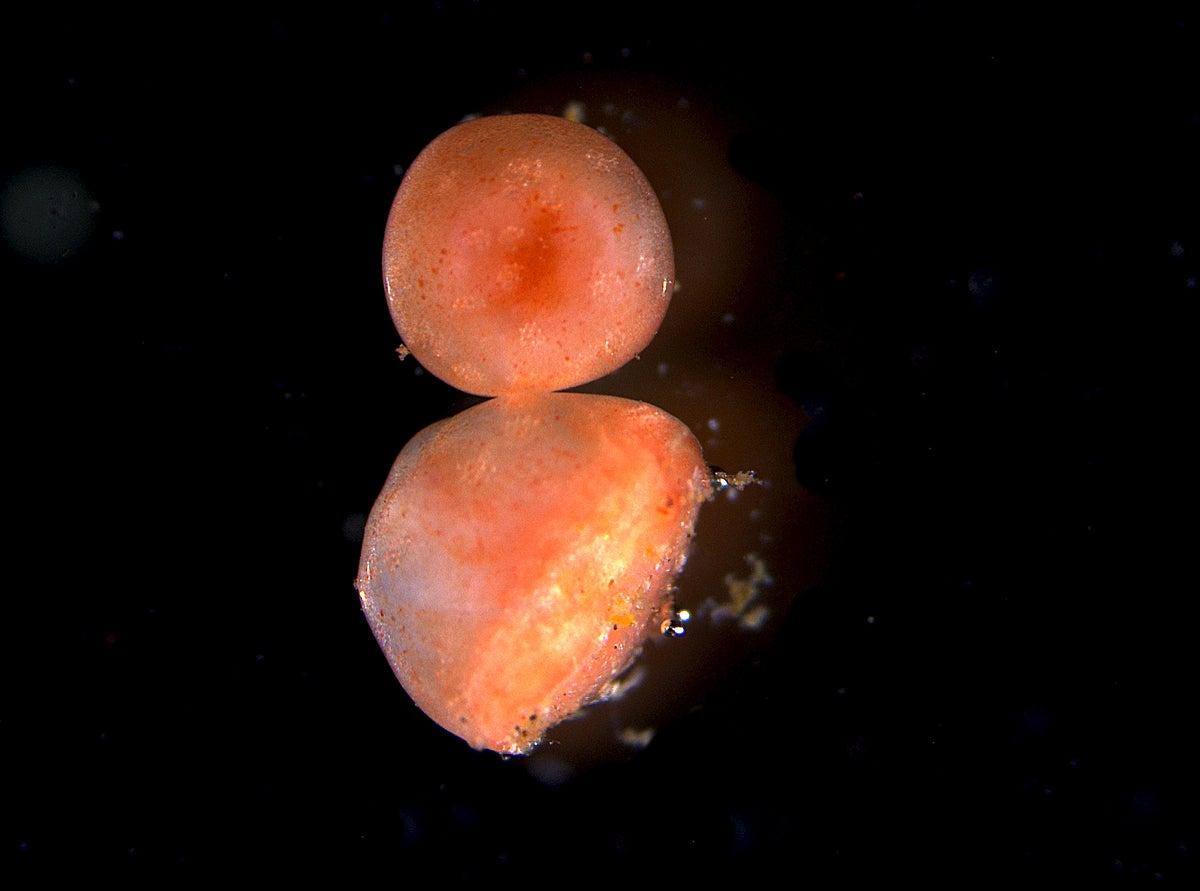 The Secret to Immortality Might Be a Sea Cucumber