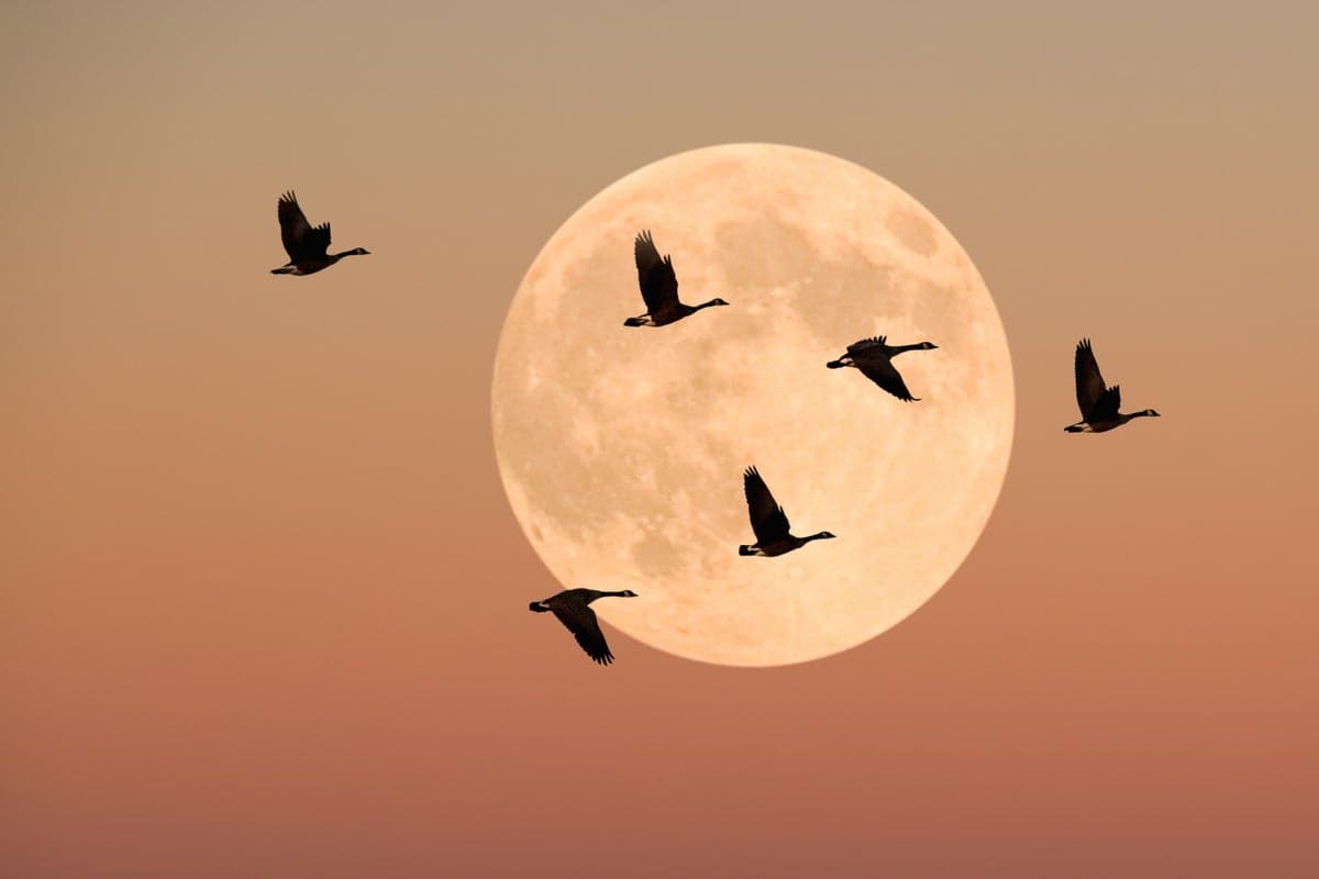 How Darkness Might Save Migratory Birds