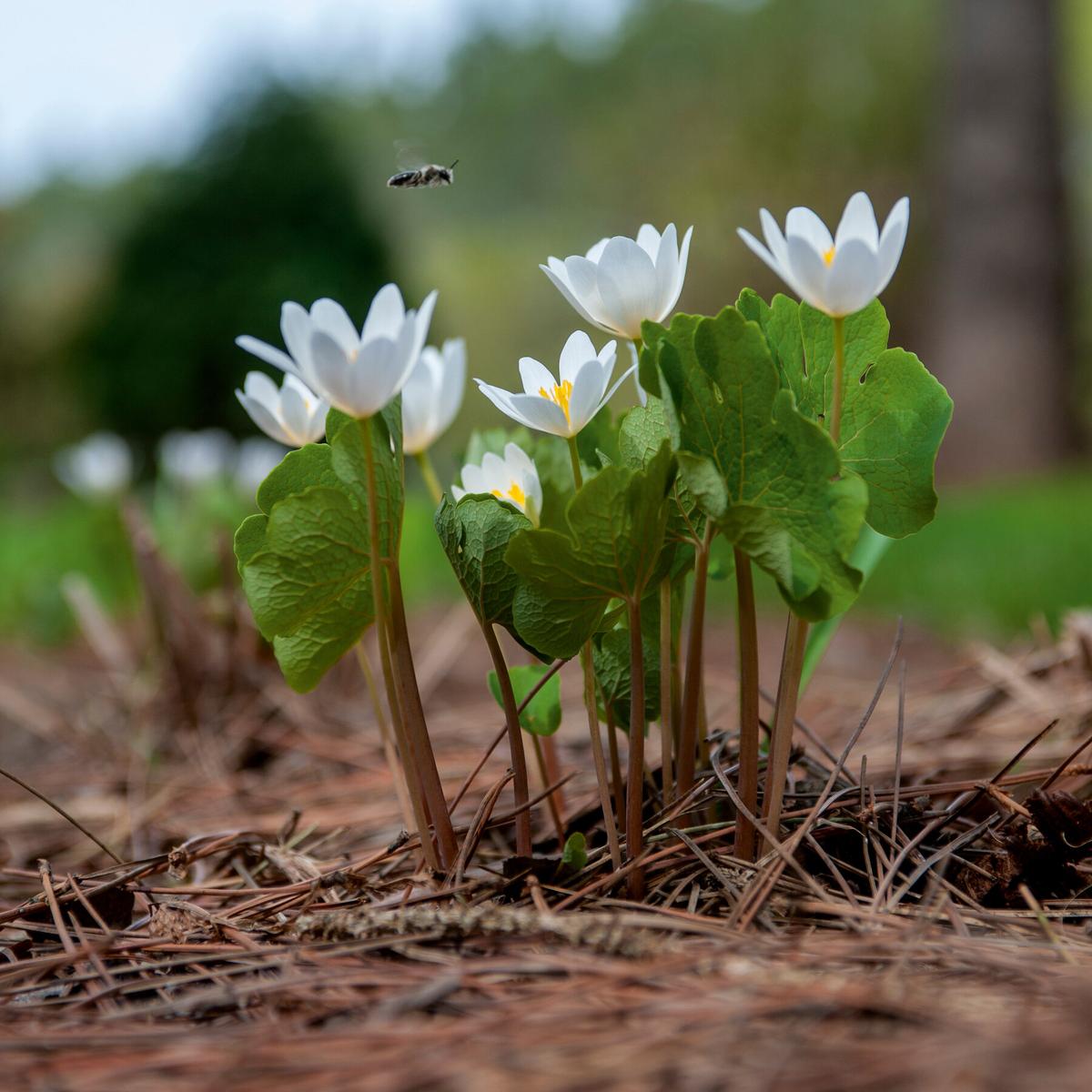 Taking a Birder’s Approach to the Botanical World