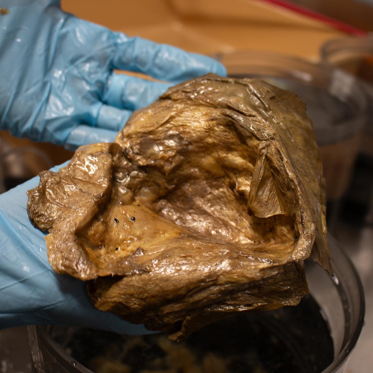 Golden Blob, a Mystery From the Deep Sea, Is Identified