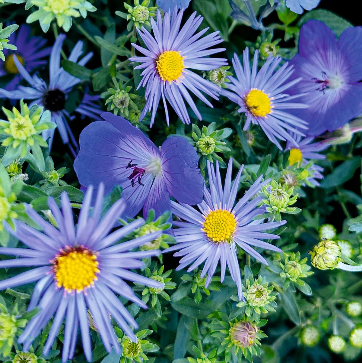 A Guide to Colorful Flower Gardens