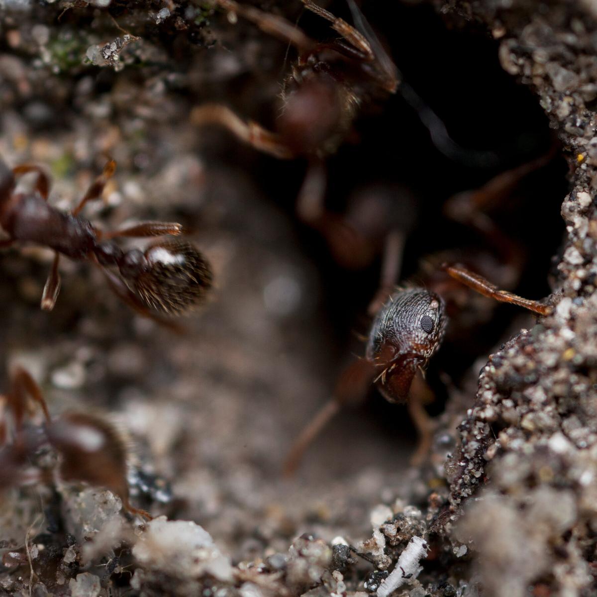 There Are Ants in This Canadian Hospital. Again.