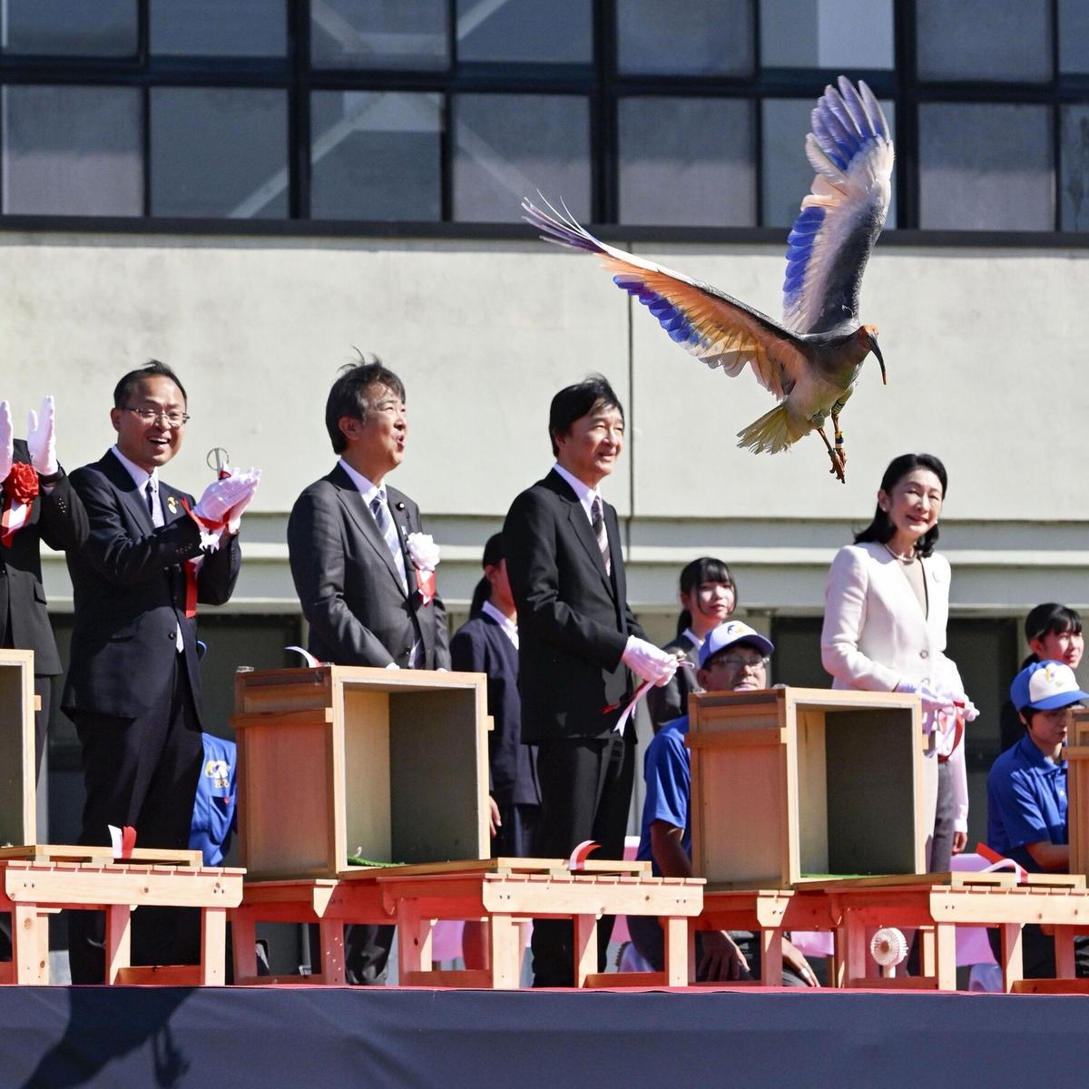Crested Ibises Get the Royal Treatment in Japan as They Fly Again