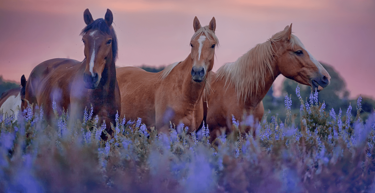 Sunday Edition: Horses as Food
