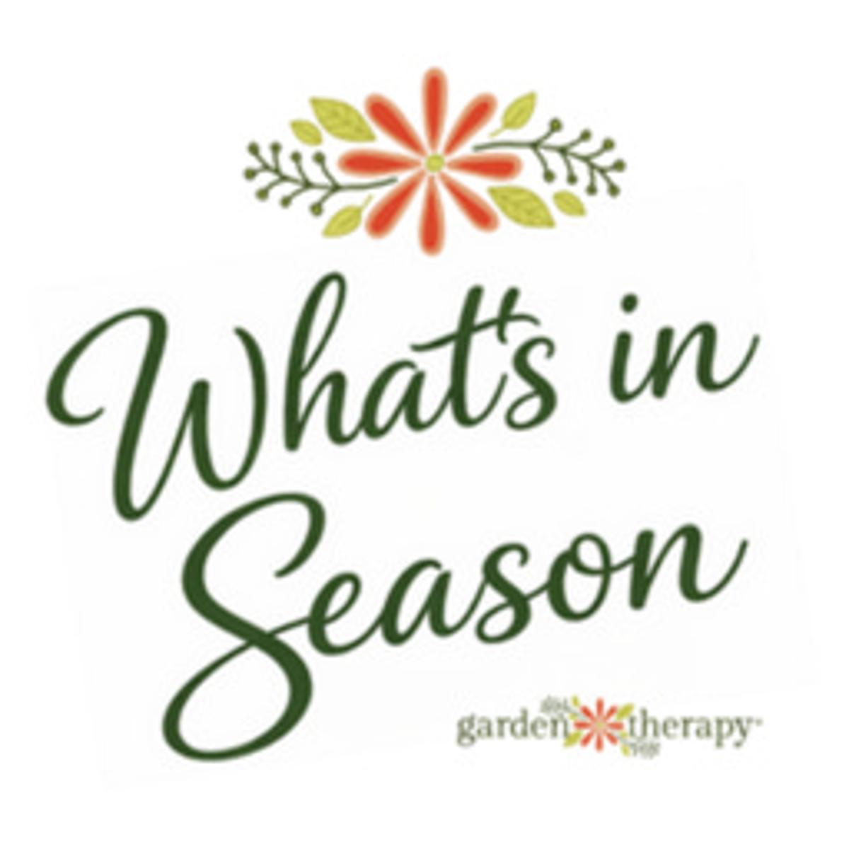 The $0 Garden with 80 Chandeliers, a Bathtub, and Endless Charm