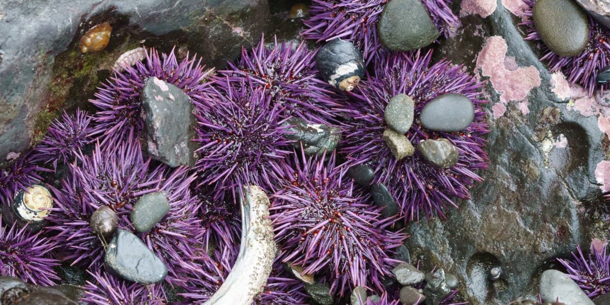 This Outrageously Pretty Purple Tile Is Actually Made Out of Sea Urchins