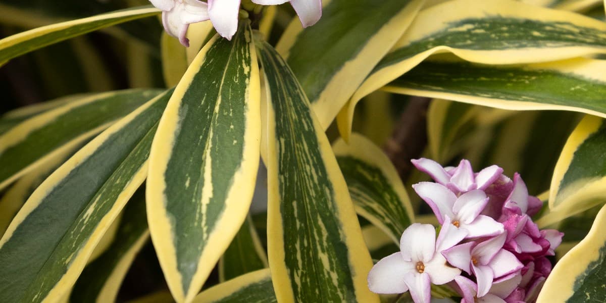 These Plants Thrive in the Winter
