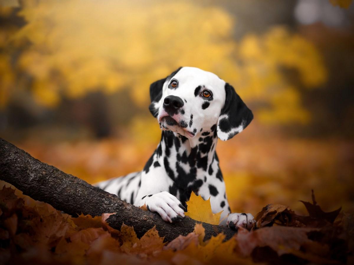 What’s Updog? Datadog’s New Tool Tells You Which Apps Are Down