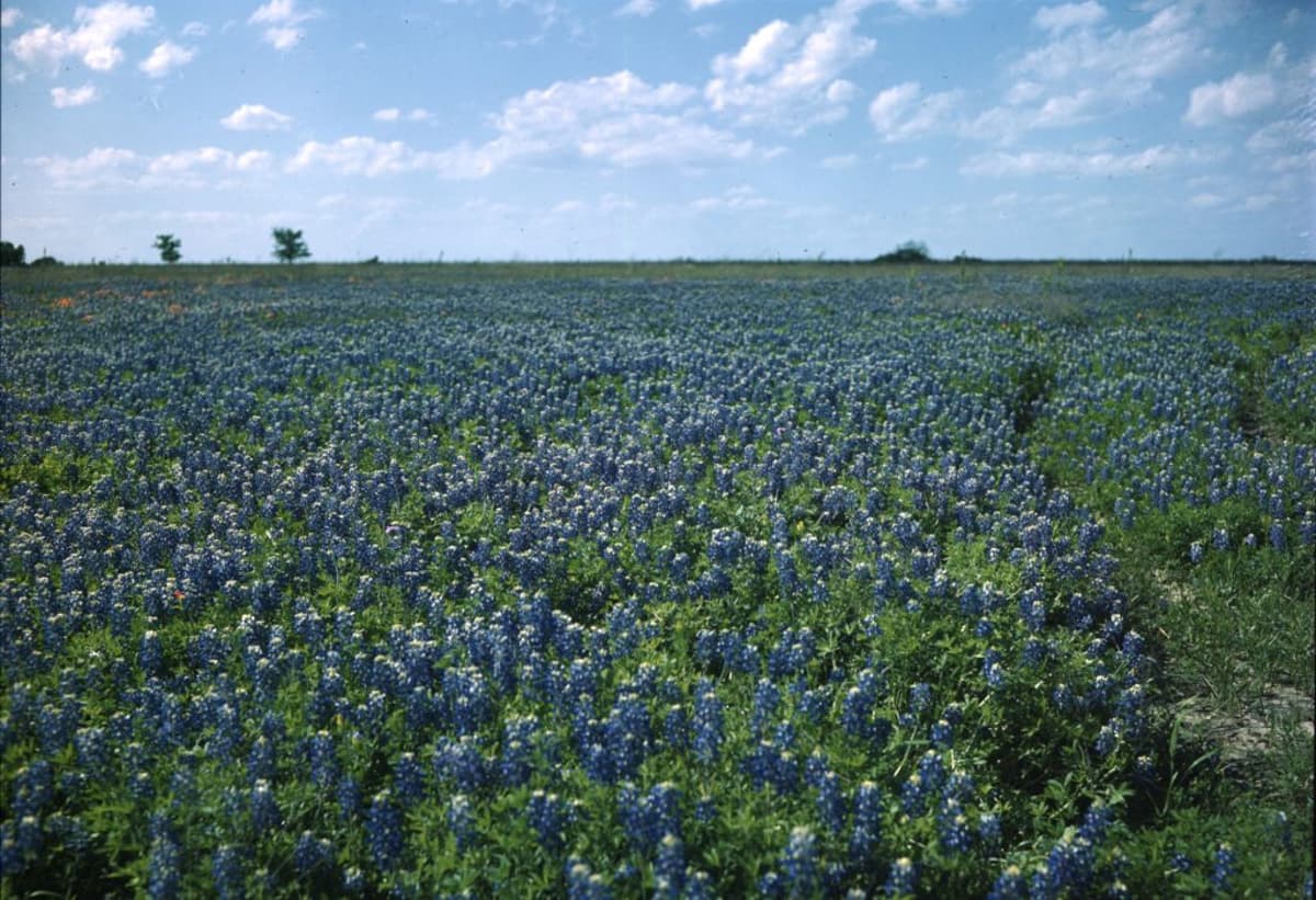 What Bluebonnets Mean to Coahuiltecan Descendants