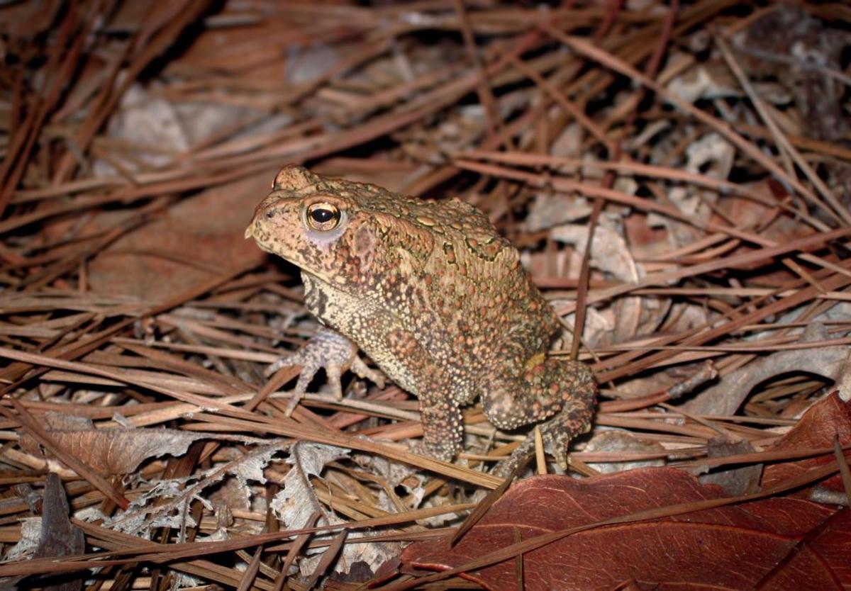 The Expanding Effort to Protect the Endangered Houston Toad