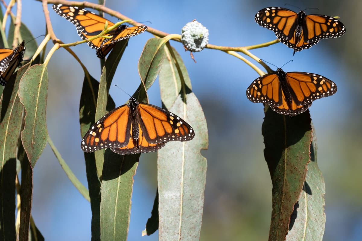 Butterflies Are in Dramatic Decline Across North America. A Close Look at the Western Monarch Shows Why