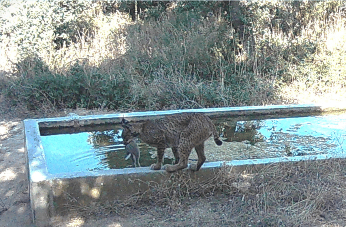 Camera Traps Reveal Iberian Lynxes Soaking Their Prey, a First-Ever Discovery Among Carnivores