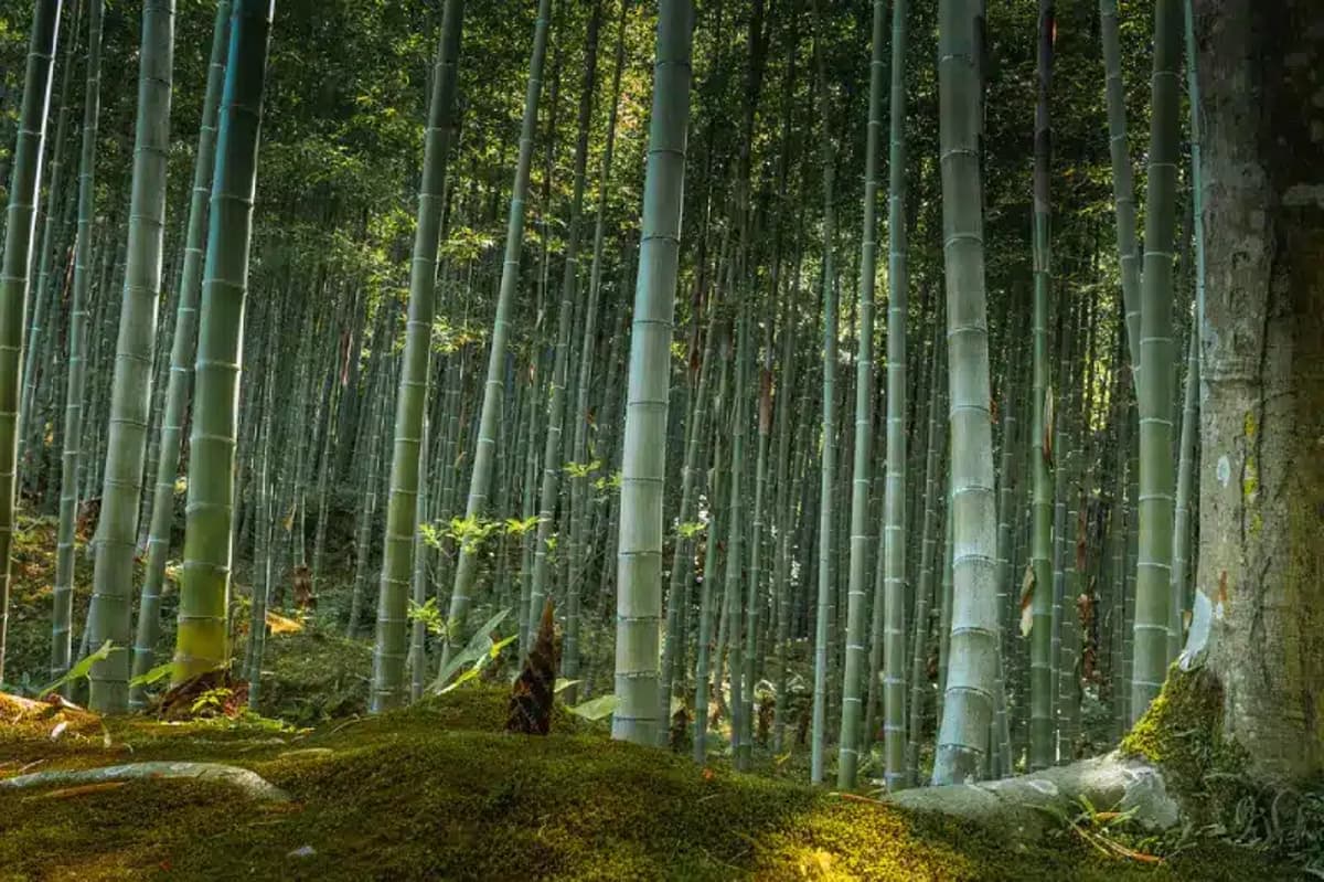 China’s VerdantBamboo Experimented With Three Re-Entries and Three Malware in a Company Network