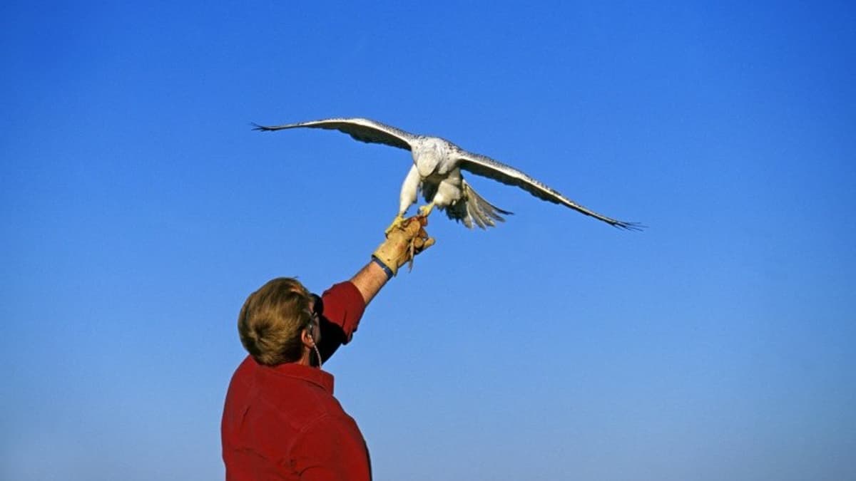 June ECB Cheat Sheet: How to Train Your Hawks