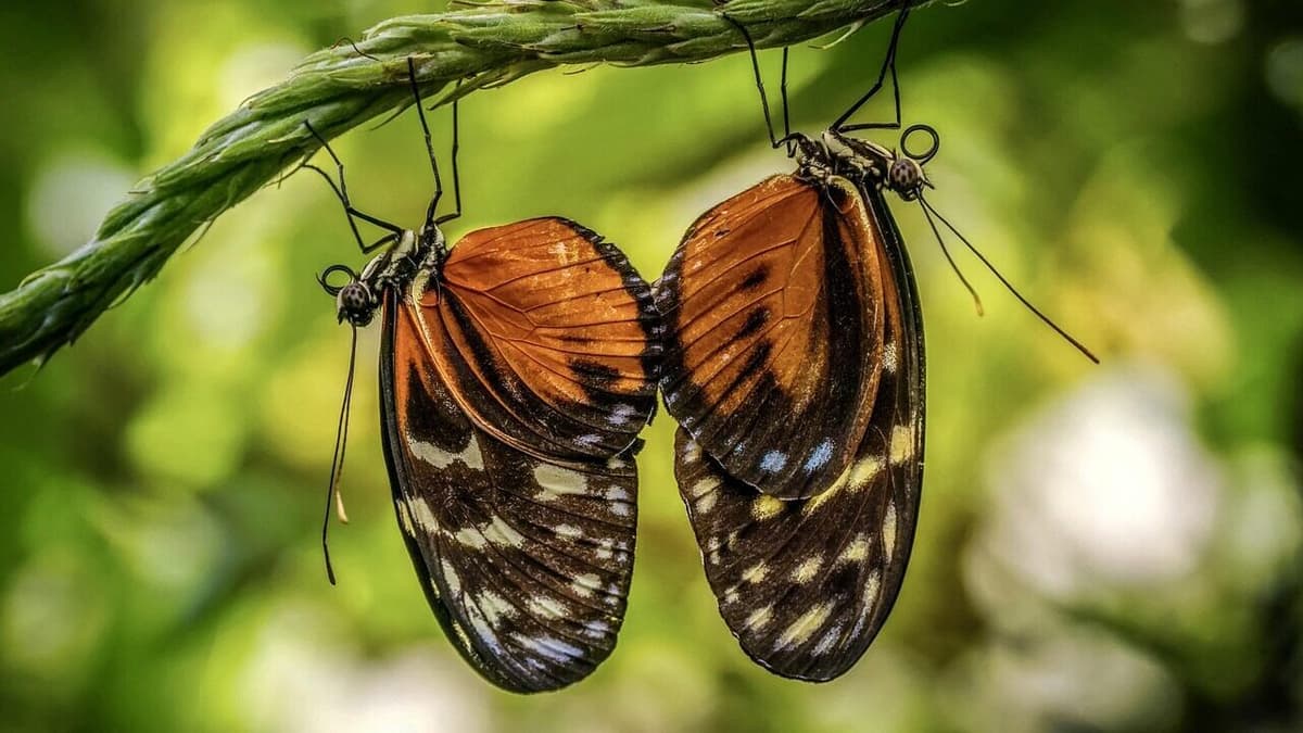 Seven Steps to Leverage Mentoring as a Strategic Advantage