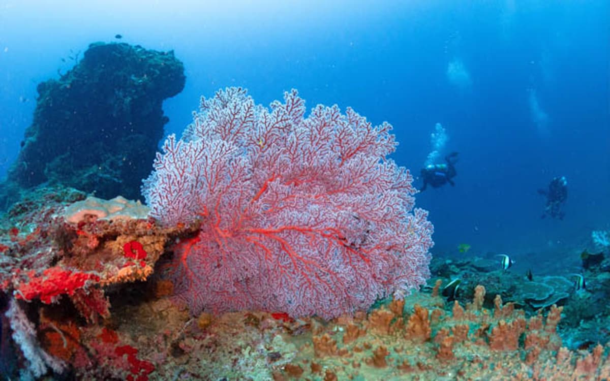 New Sipalay Dive Sites Strengthen Manami Resort’s Marine Tourism Offering