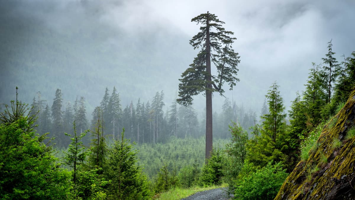 Book Review: An Impassioned Lament for Our Imperiled Wild Forests