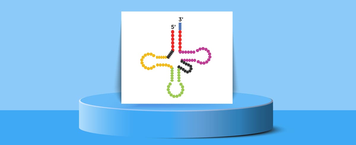 Suppressor tRNAs: Giving Genetic Medicines a Broader Reach